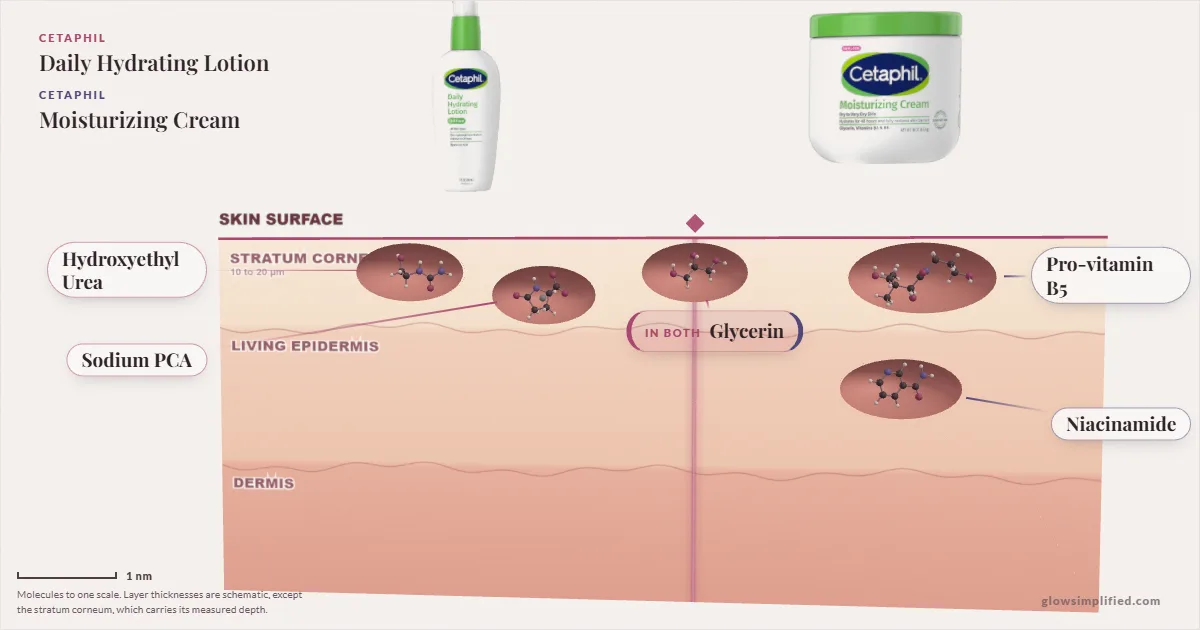 Cetaphil Daily Hydrating Lotion and Cetaphil Moisturizing Cream: their molecules drawn in one cross-section of skin, shared ingredients on the seam