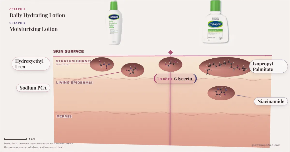 Cetaphil Daily Hydrating Lotion and Cetaphil Moisturizing Lotion: their molecules drawn in one cross-section of skin, shared ingredients on the seam