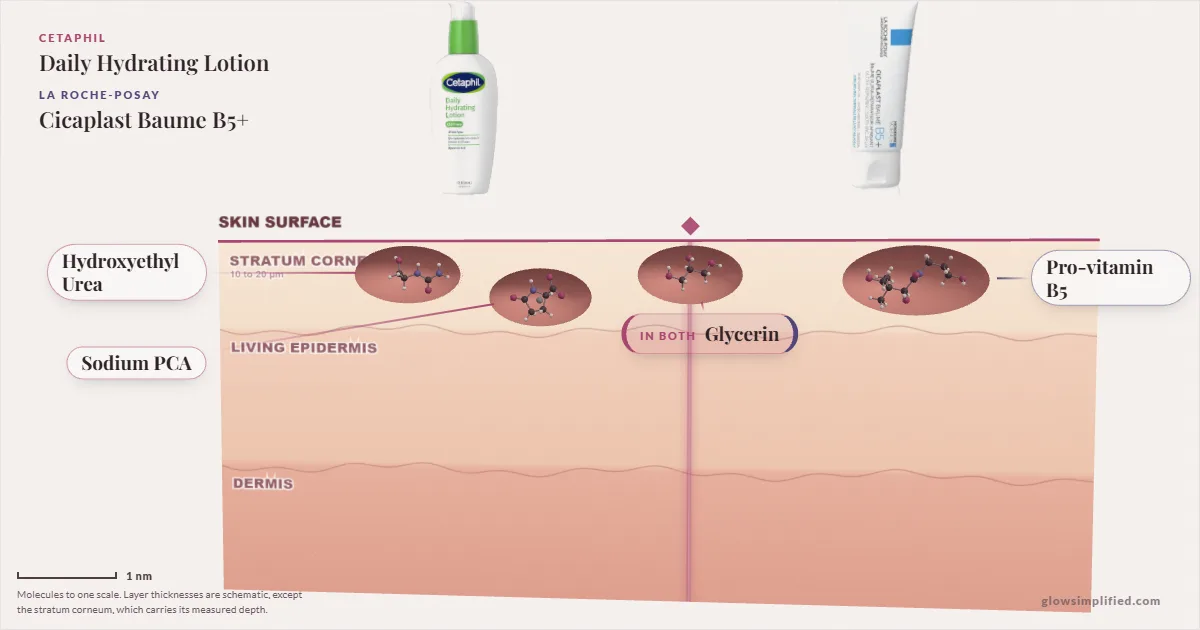 Cetaphil Daily Hydrating Lotion and La Roche-Posay Cicaplast Baume B5+: their molecules drawn in one cross-section of skin, shared ingredients on the seam