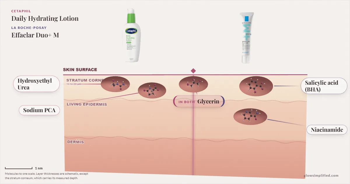 Cetaphil Daily Hydrating Lotion and La Roche-Posay Effaclar Duo+ M: their molecules drawn in one cross-section of skin, shared ingredients on the seam