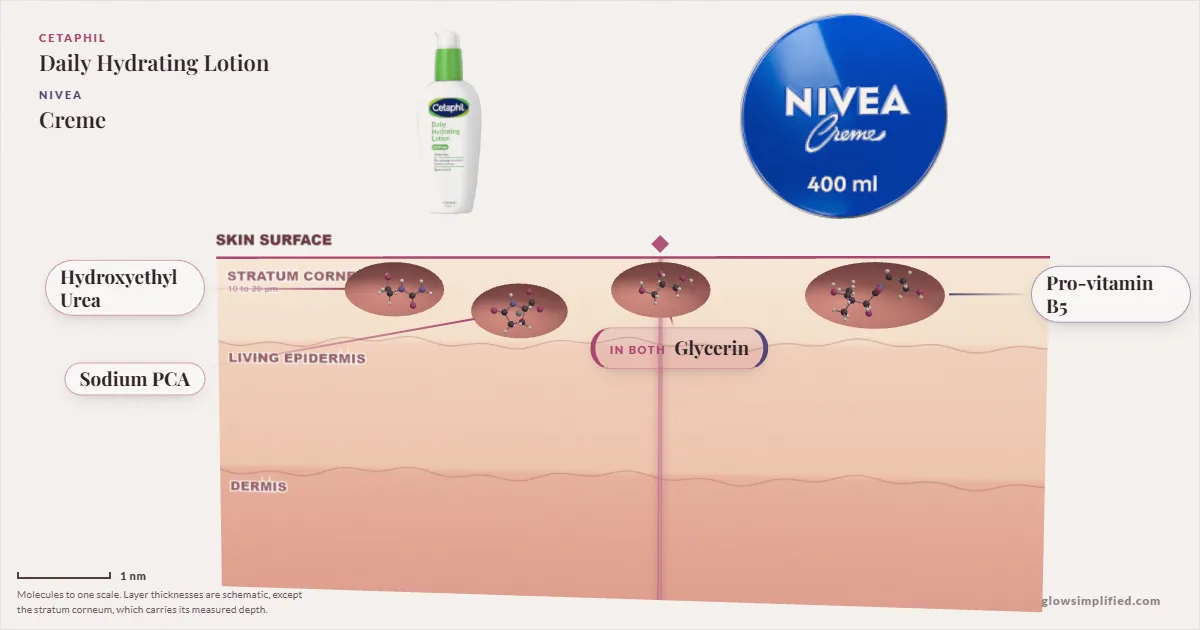 Cetaphil Daily Hydrating Lotion and NIVEA Creme: their molecules drawn in one cross-section of skin, shared ingredients on the seam