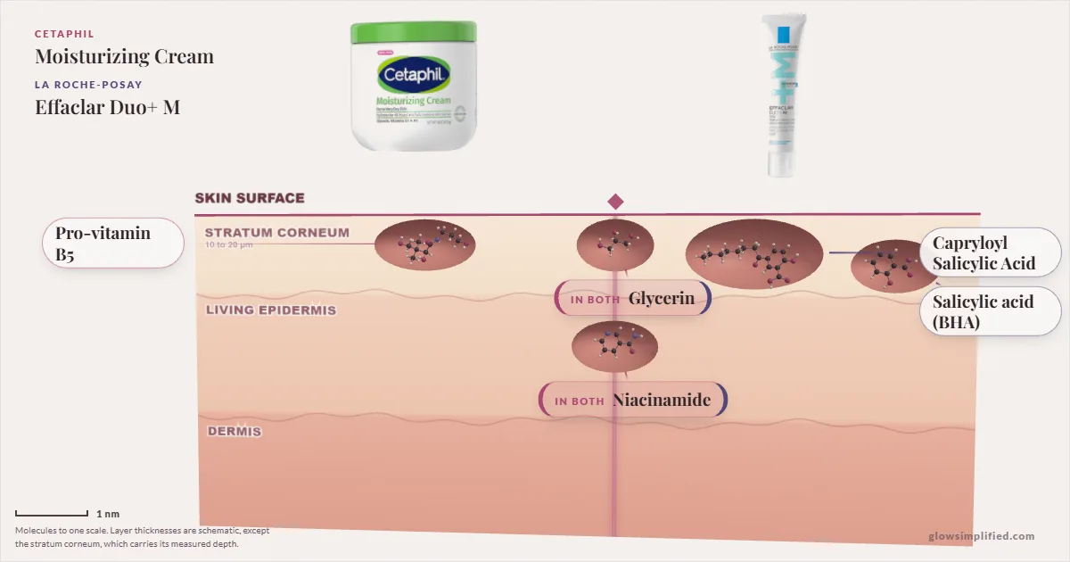 Cetaphil Moisturizing Cream and La Roche-Posay Effaclar Duo+ M: their molecules drawn in one cross-section of skin, shared ingredients on the seam