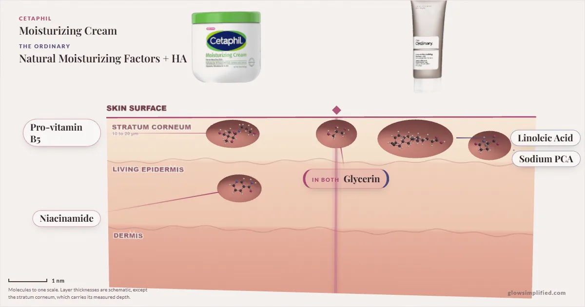 Cetaphil Moisturizing Cream and The Ordinary Natural Moisturizing Factors + HA: their molecules drawn in one cross-section of skin, shared ingredients on the seam