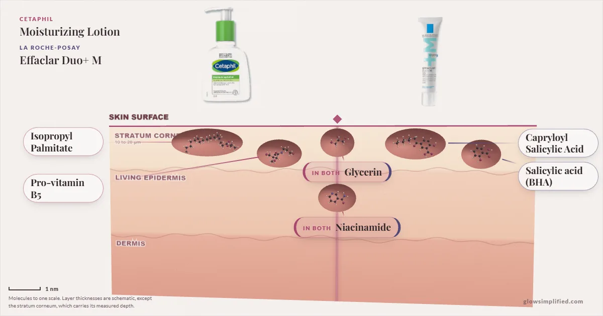 Cetaphil Moisturizing Lotion and La Roche-Posay Effaclar Duo+ M: their molecules drawn in one cross-section of skin, shared ingredients on the seam