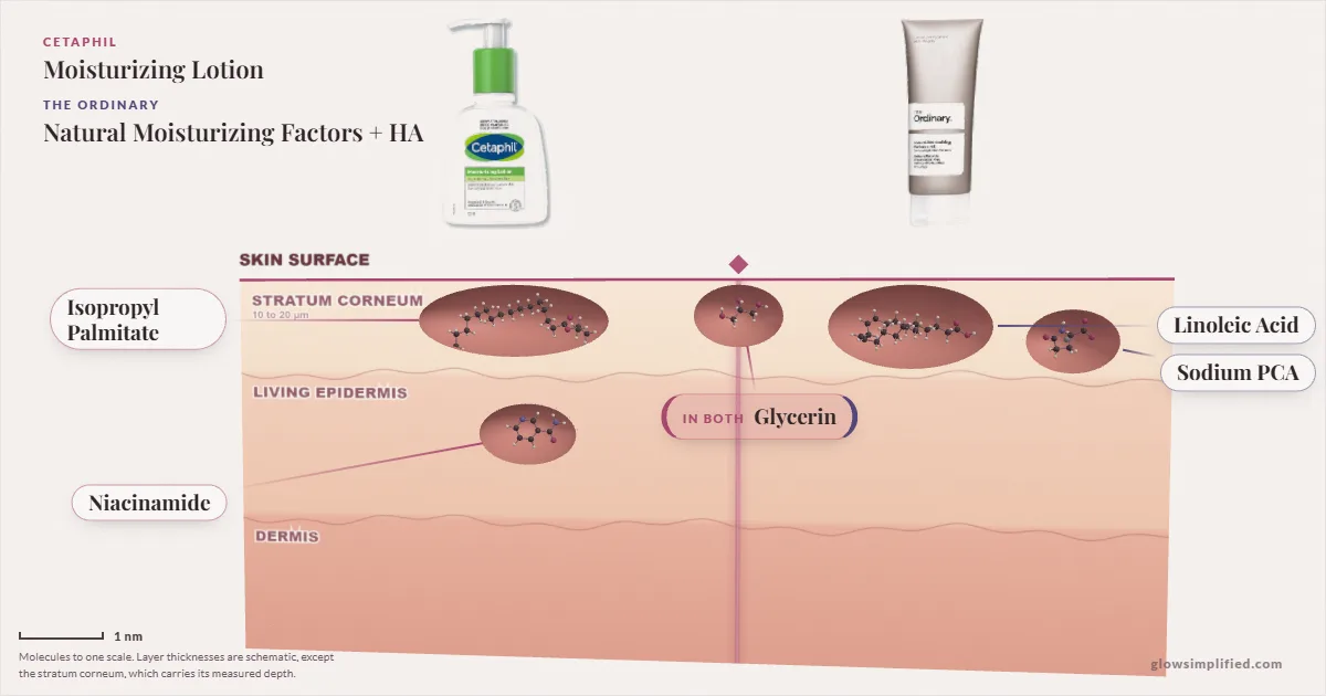 Cetaphil Moisturizing Lotion and The Ordinary Natural Moisturizing Factors + HA: their molecules drawn in one cross-section of skin, shared ingredients on the seam