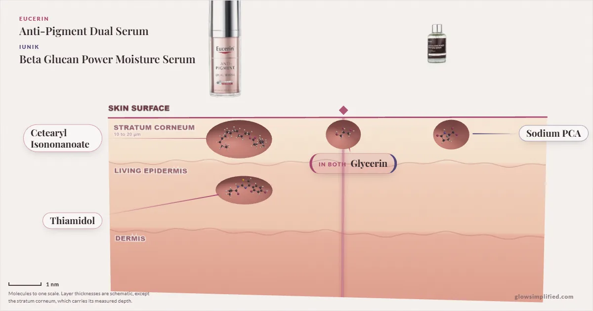 Eucerin Anti-Pigment Dual Serum and iUNIK Beta Glucan Power Moisture Serum: their molecules drawn in one cross-section of skin, shared ingredients on the seam