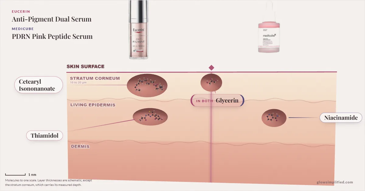 Eucerin Anti-Pigment Dual Serum and Medicube PDRN Pink Peptide Serum: their molecules drawn in one cross-section of skin, shared ingredients on the seam