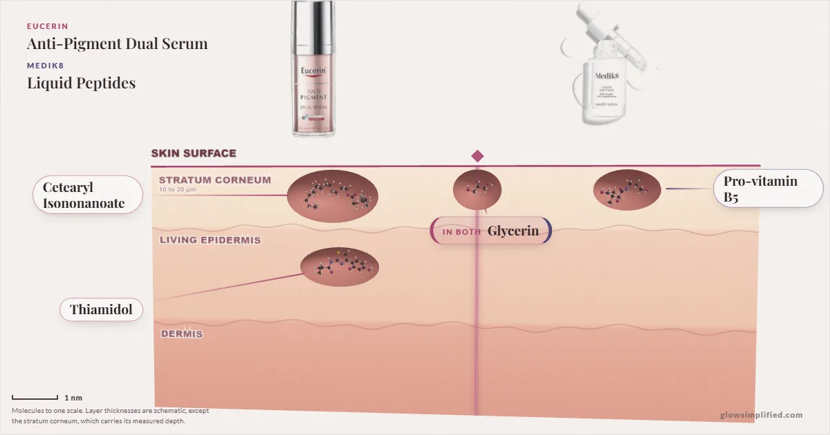 Eucerin Anti-Pigment Dual Serum and Medik8 Liquid Peptides: their molecules drawn in one cross-section of skin, shared ingredients on the seam