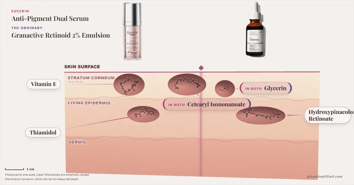Eucerin Anti-Pigment Dual Serum and The Ordinary Granactive Retinoid 2% Emulsion: their molecules drawn in one cross-section of skin, shared ingredients on the seam