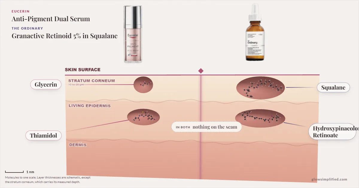 Eucerin Anti-Pigment Dual Serum and The Ordinary Granactive Retinoid 5% in Squalane: their molecules drawn in one cross-section of skin, shared ingredients on the seam
