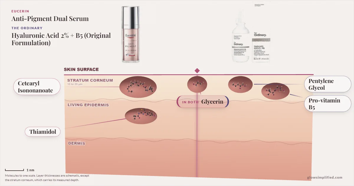 Eucerin Anti-Pigment Dual Serum and The Ordinary Hyaluronic Acid 2% + B5 (Original Formulation): their molecules drawn in one cross-section of skin, shared ingredients on the seam