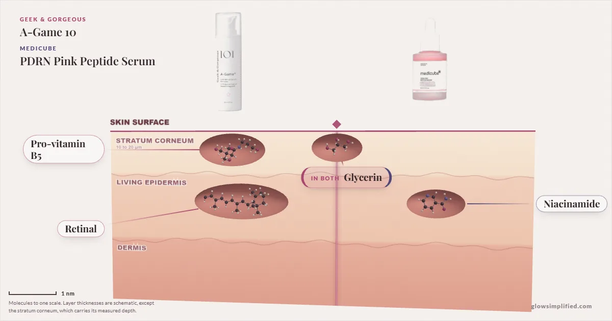 Geek & Gorgeous A-Game 10 and Medicube PDRN Pink Peptide Serum: their molecules drawn in one cross-section of skin, shared ingredients on the seam