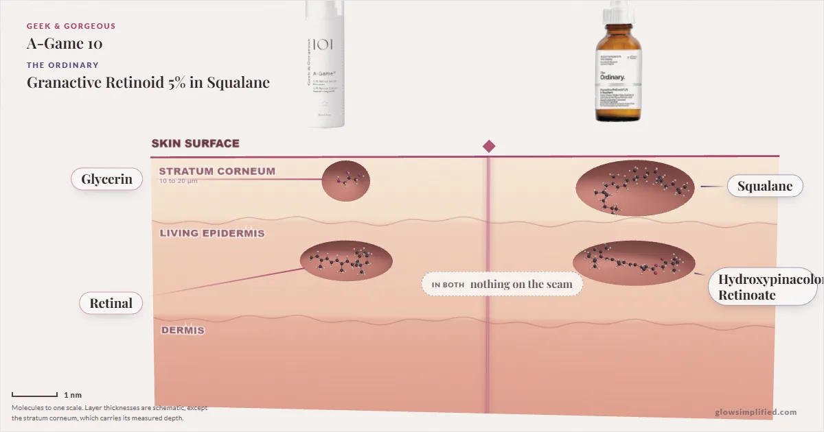 Geek & Gorgeous A-Game 10 and The Ordinary Granactive Retinoid 5% in Squalane: their molecules drawn in one cross-section of skin, shared ingredients on the seam