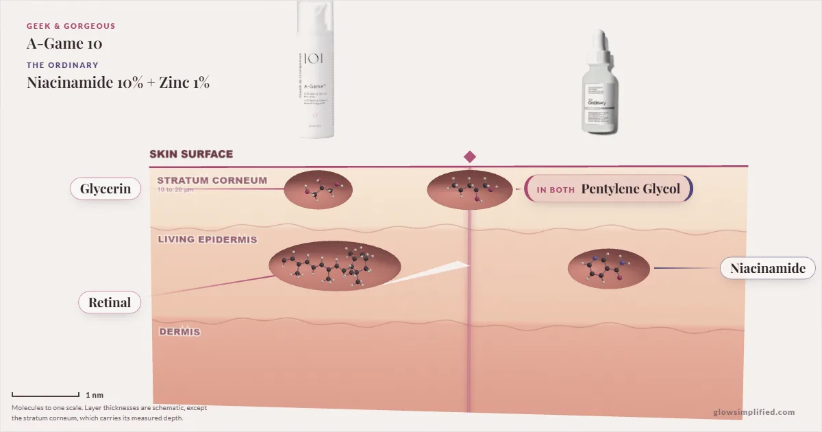 Geek & Gorgeous A-Game 10 and The Ordinary Niacinamide 10% + Zinc 1%: their molecules drawn in one cross-section of skin, shared ingredients on the seam
