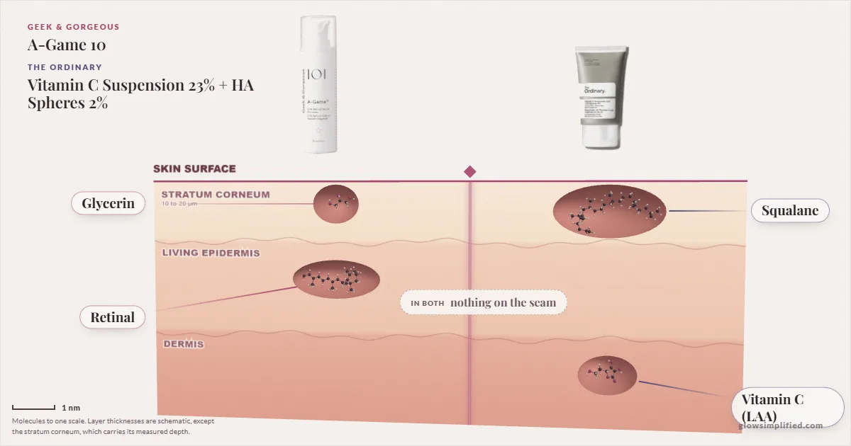 Geek & Gorgeous A-Game 10 and The Ordinary Vitamin C Suspension 23% + HA Spheres 2%: their molecules drawn in one cross-section of skin, shared ingredients on the seam