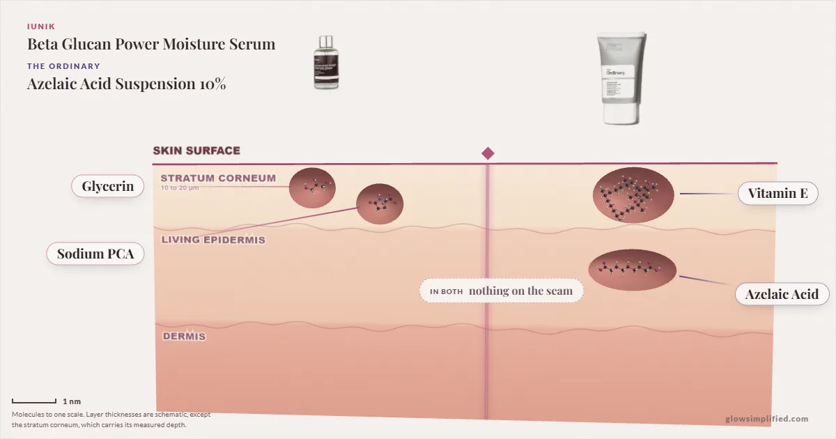 iUNIK Beta Glucan Power Moisture Serum and The Ordinary Azelaic Acid Suspension 10%: their molecules drawn in one cross-section of skin, shared ingredients on the seam