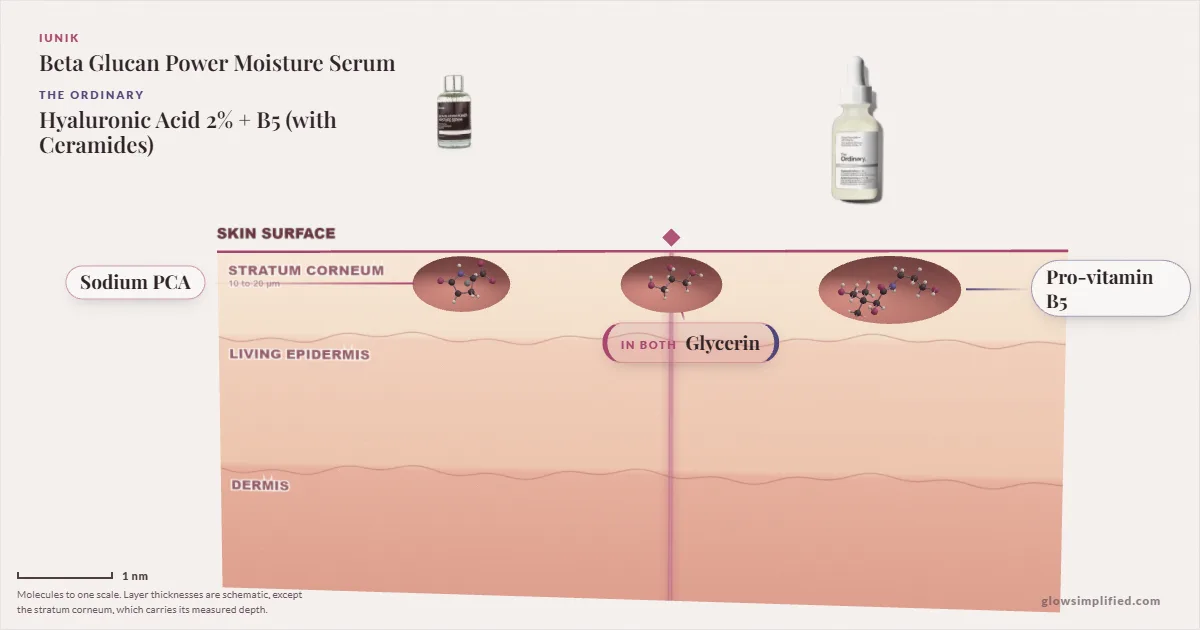 iUNIK Beta Glucan Power Moisture Serum and The Ordinary Hyaluronic Acid 2% + B5 (with Ceramides): their molecules drawn in one cross-section of skin, shared ingredients on the seam