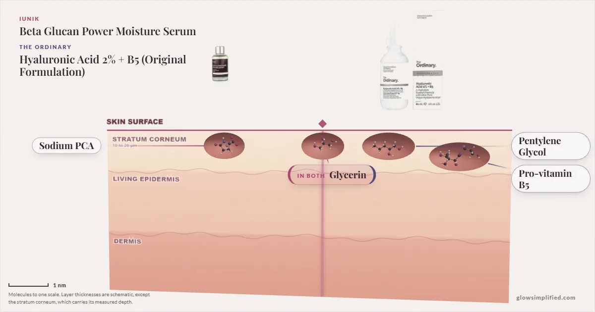 iUNIK Beta Glucan Power Moisture Serum and The Ordinary Hyaluronic Acid 2% + B5 (Original Formulation): their molecules drawn in one cross-section of skin, shared ingredients on the seam