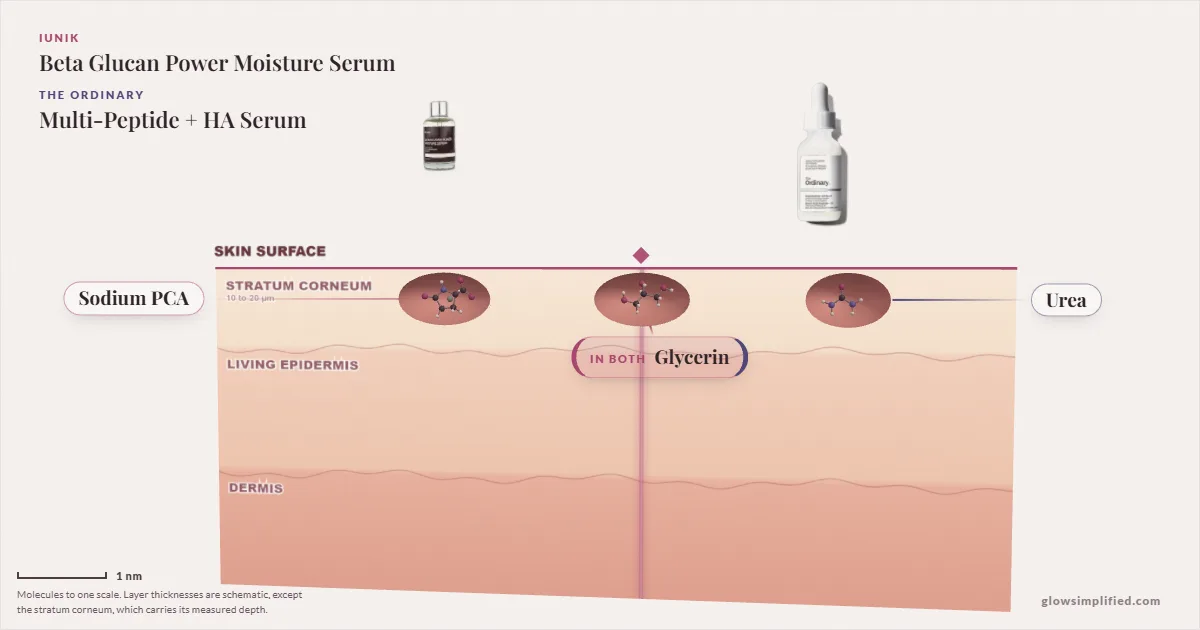 iUNIK Beta Glucan Power Moisture Serum and The Ordinary Multi-Peptide + HA Serum: their molecules drawn in one cross-section of skin, shared ingredients on the seam