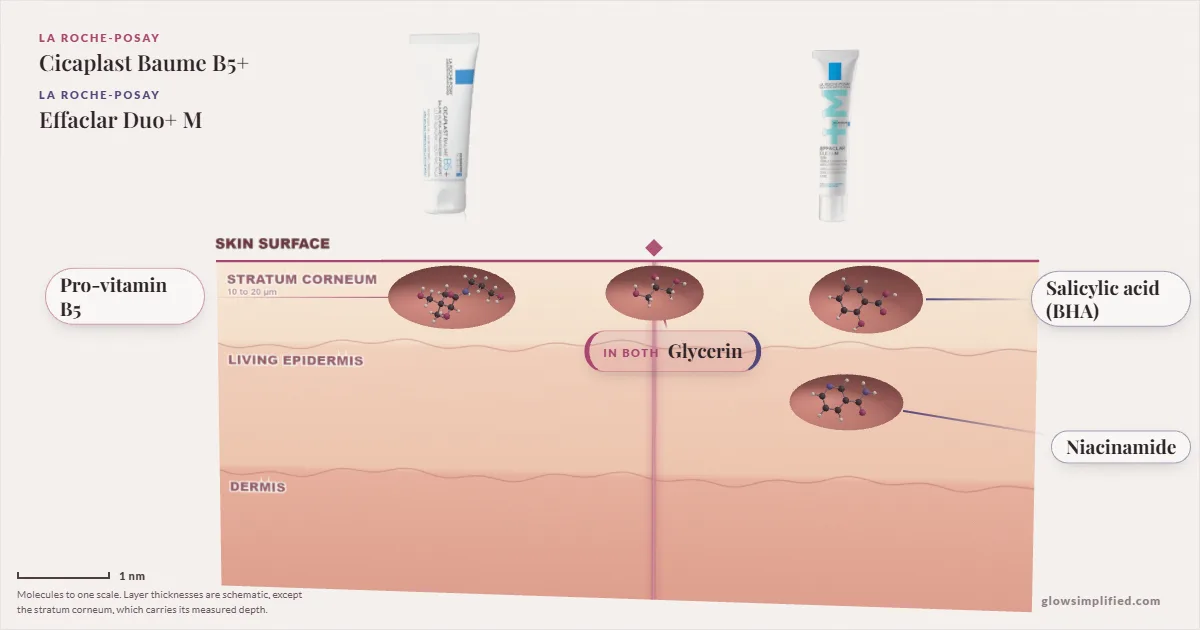 La Roche-Posay Cicaplast Baume B5+ and La Roche-Posay Effaclar Duo+ M: their molecules drawn in one cross-section of skin, shared ingredients on the seam