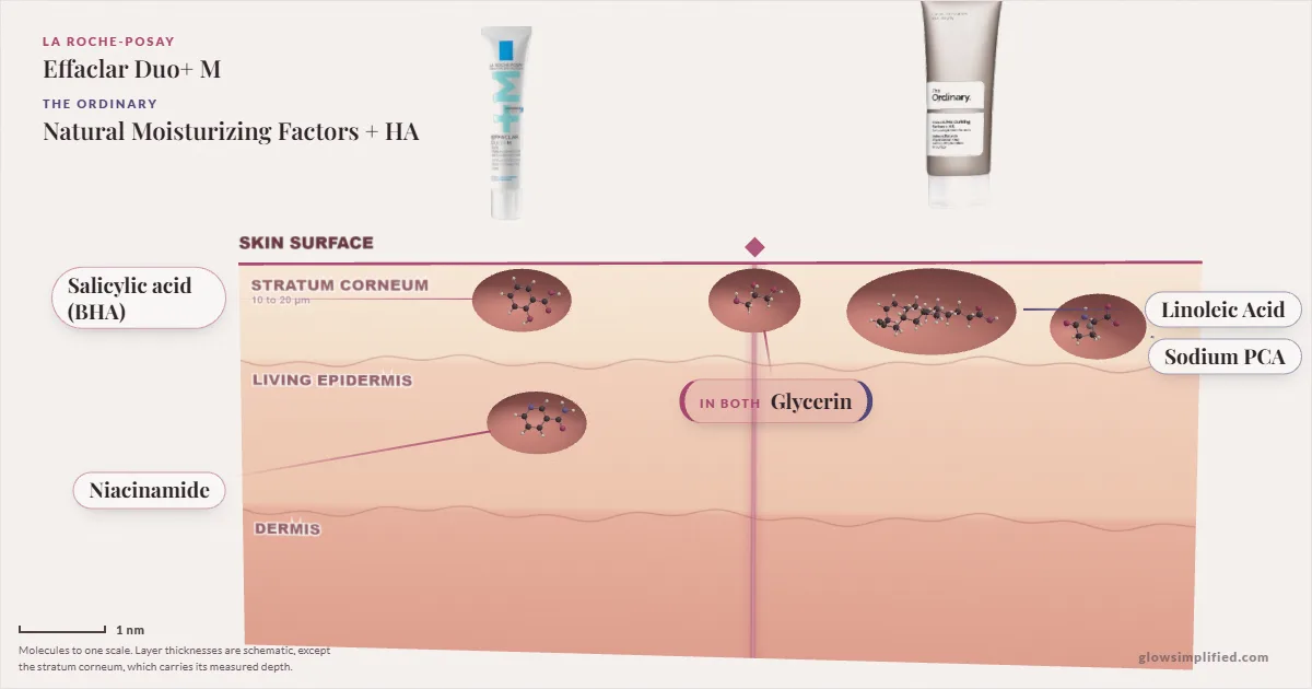 La Roche-Posay Effaclar Duo+ M and The Ordinary Natural Moisturizing Factors + HA: their molecules drawn in one cross-section of skin, shared ingredients on the seam