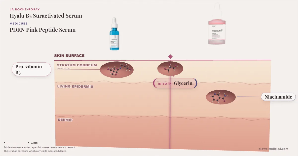 La Roche-Posay Hyalu B5 Suractivated Serum and Medicube PDRN Pink Peptide Serum: their molecules drawn in one cross-section of skin, shared ingredients on the seam