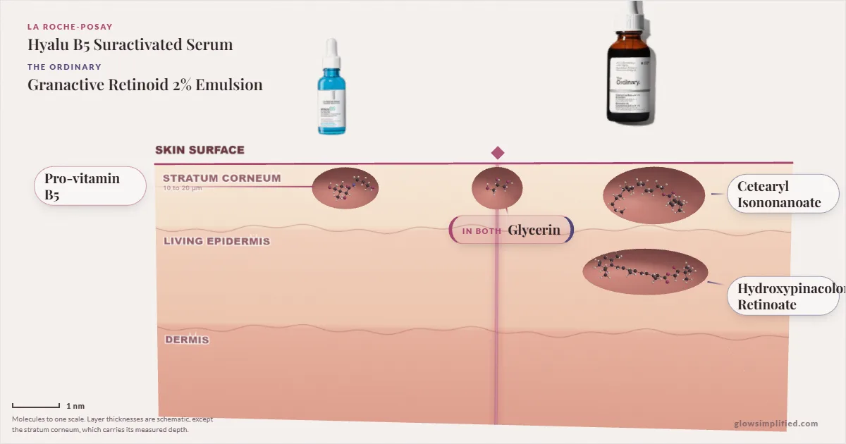 La Roche-Posay Hyalu B5 Suractivated Serum and The Ordinary Granactive Retinoid 2% Emulsion: their molecules drawn in one cross-section of skin, shared ingredients on the seam