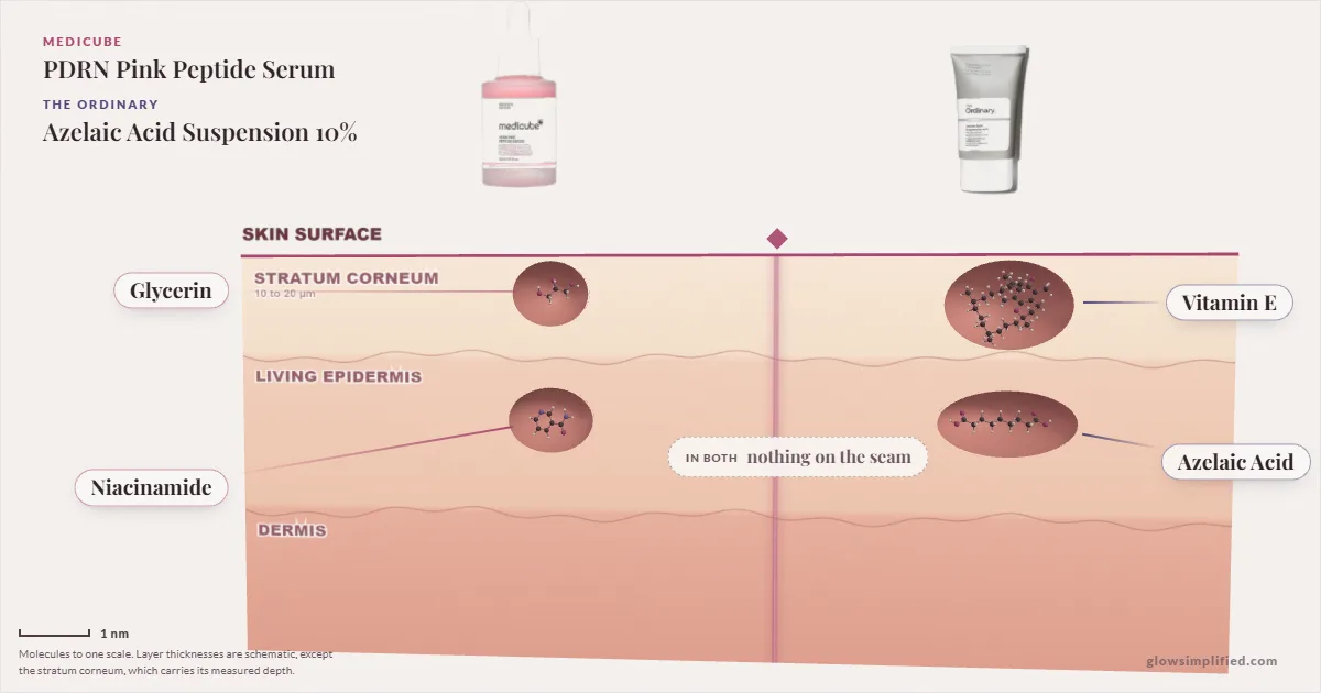 Medicube PDRN Pink Peptide Serum and The Ordinary Azelaic Acid Suspension 10%: their molecules drawn in one cross-section of skin, shared ingredients on the seam