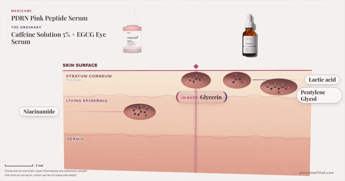 Medicube PDRN Pink Peptide Serum and The Ordinary Caffeine Solution 5% + EGCG Eye Serum: their molecules drawn in one cross-section of skin, shared ingredients on the seam