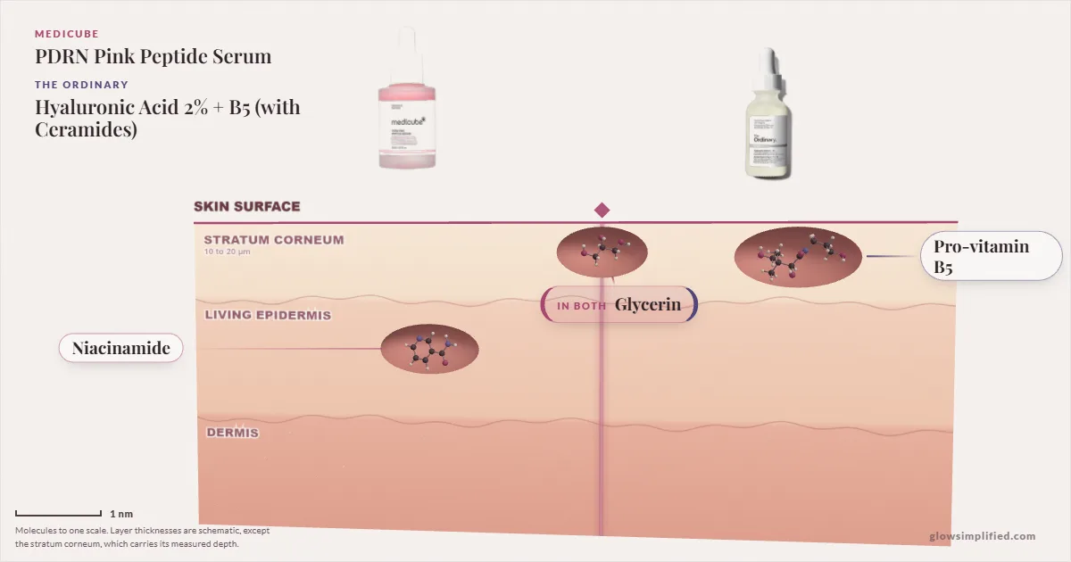 Medicube PDRN Pink Peptide Serum and The Ordinary Hyaluronic Acid 2% + B5 (with Ceramides): their molecules drawn in one cross-section of skin, shared ingredients on the seam