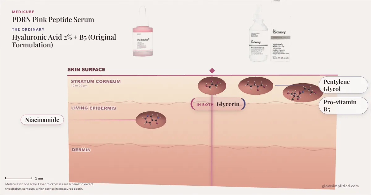 Medicube PDRN Pink Peptide Serum and The Ordinary Hyaluronic Acid 2% + B5 (Original Formulation): their molecules drawn in one cross-section of skin, shared ingredients on the seam
