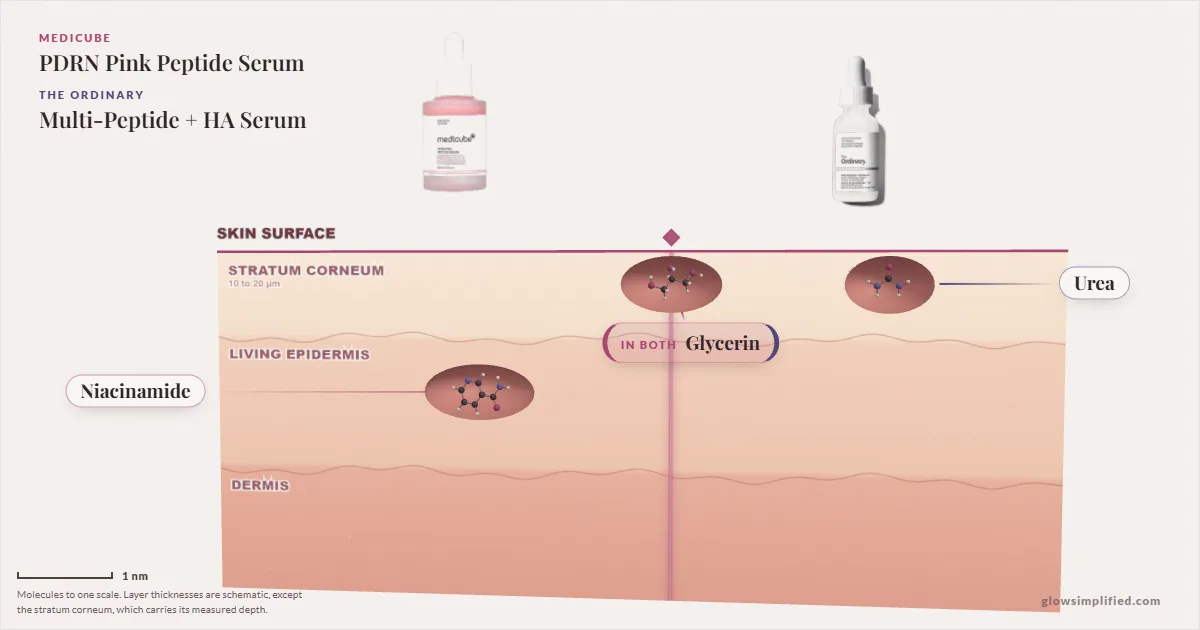 Medicube PDRN Pink Peptide Serum and The Ordinary Multi-Peptide + HA Serum: their molecules drawn in one cross-section of skin, shared ingredients on the seam