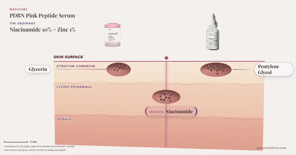 Medicube PDRN Pink Peptide Serum and The Ordinary Niacinamide 10% + Zinc 1%: their molecules drawn in one cross-section of skin, shared ingredients on the seam