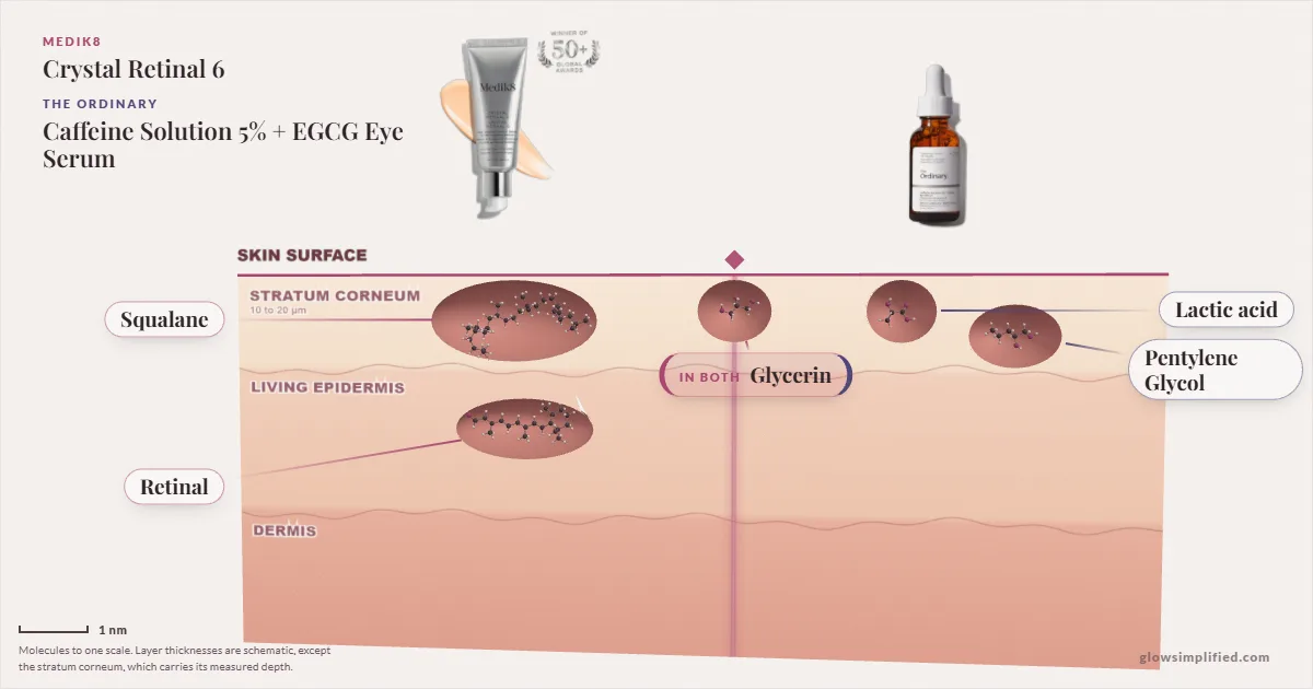 Medik8 Crystal Retinal 6 and The Ordinary Caffeine Solution 5% + EGCG Eye Serum: their molecules drawn in one cross-section of skin, shared ingredients on the seam