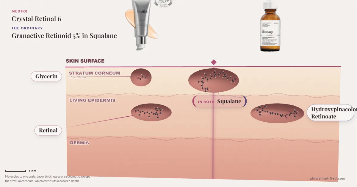 Medik8 Crystal Retinal 6 and The Ordinary Granactive Retinoid 5% in Squalane: their molecules drawn in one cross-section of skin, shared ingredients on the seam
