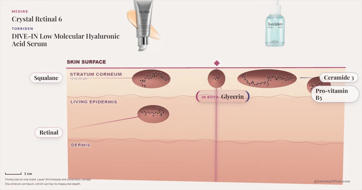 Medik8 Crystal Retinal 6 and Torriden DIVE-IN Low Molecular Hyaluronic Acid Serum: their molecules drawn in one cross-section of skin, shared ingredients on the seam