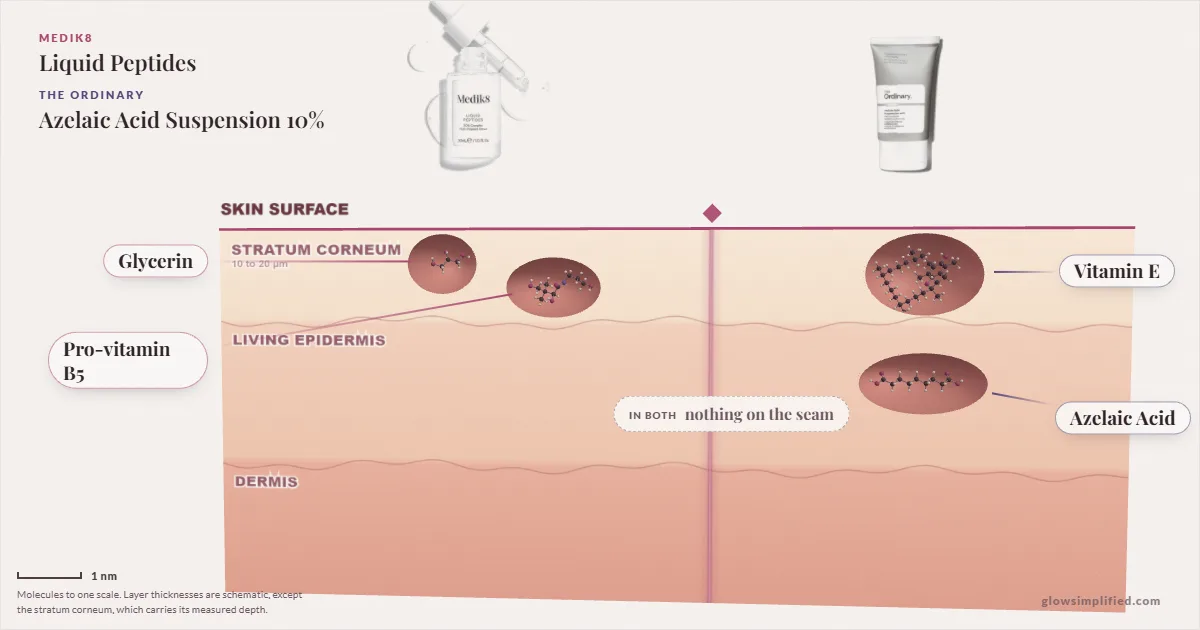 Medik8 Liquid Peptides and The Ordinary Azelaic Acid Suspension 10%: their molecules drawn in one cross-section of skin, shared ingredients on the seam