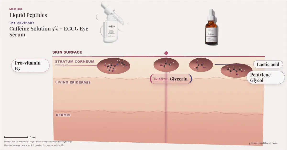 Medik8 Liquid Peptides and The Ordinary Caffeine Solution 5% + EGCG Eye Serum: their molecules drawn in one cross-section of skin, shared ingredients on the seam