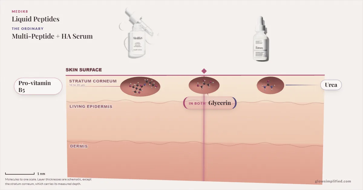 Medik8 Liquid Peptides and The Ordinary Multi-Peptide + HA Serum: their molecules drawn in one cross-section of skin, shared ingredients on the seam