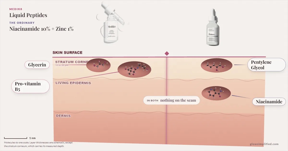 Medik8 Liquid Peptides and The Ordinary Niacinamide 10% + Zinc 1%: their molecules drawn in one cross-section of skin, shared ingredients on the seam