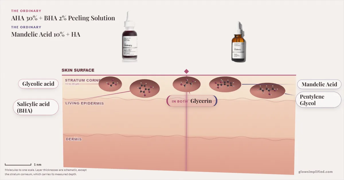 The Ordinary AHA 30% + BHA 2% Peeling Solution and The Ordinary Mandelic Acid 10% + HA: their molecules drawn in one cross-section of skin, shared ingredients on the seam