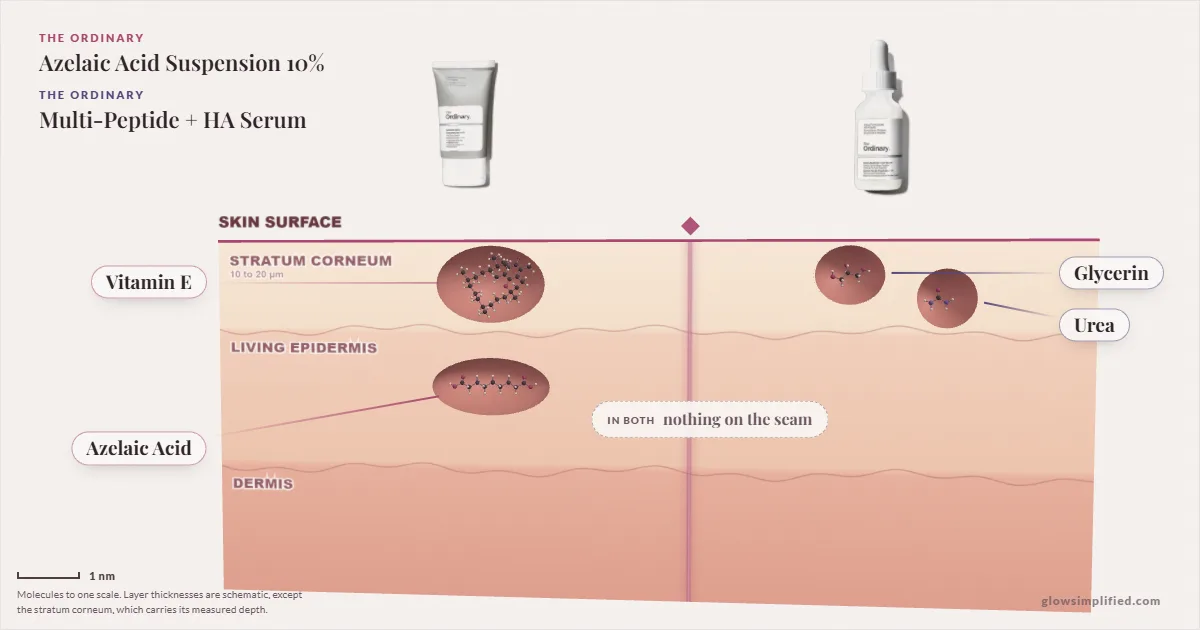 The Ordinary Azelaic Acid Suspension 10% and The Ordinary Multi-Peptide + HA Serum: their molecules drawn in one cross-section of skin, shared ingredients on the seam