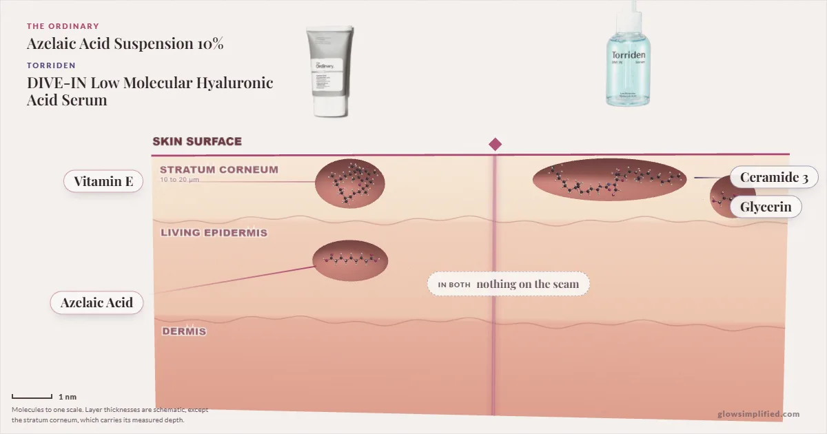 The Ordinary Azelaic Acid Suspension 10% and Torriden DIVE-IN Low Molecular Hyaluronic Acid Serum: their molecules drawn in one cross-section of skin, shared ingredients on the seam