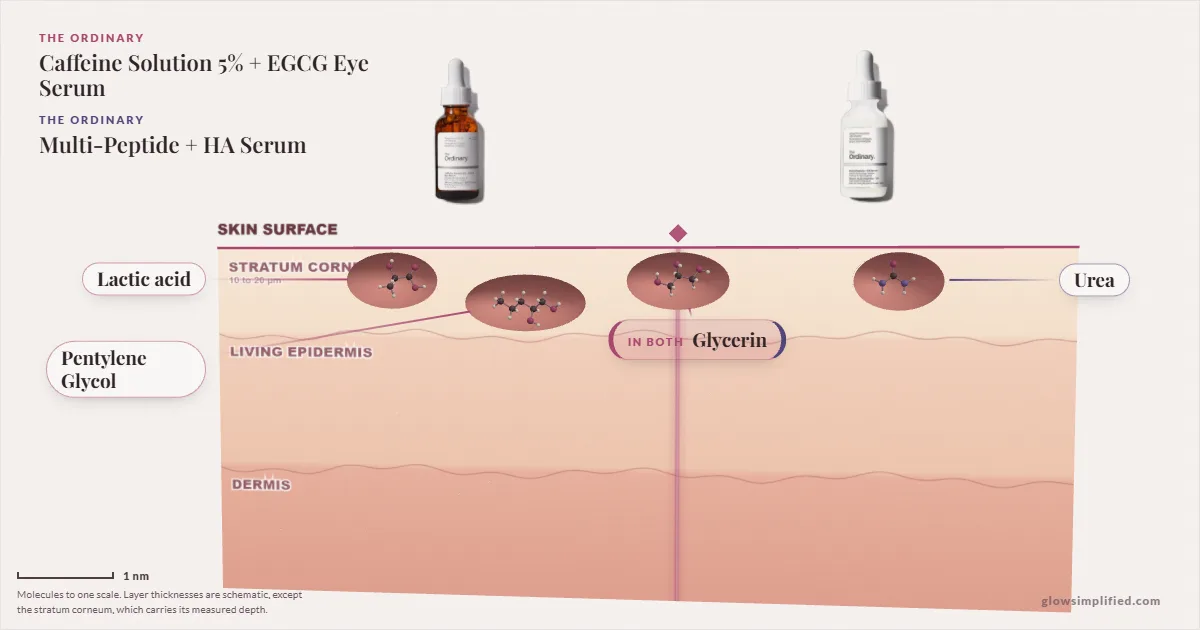 The Ordinary Caffeine Solution 5% + EGCG Eye Serum and The Ordinary Multi-Peptide + HA Serum: their molecules drawn in one cross-section of skin, shared ingredients on the seam