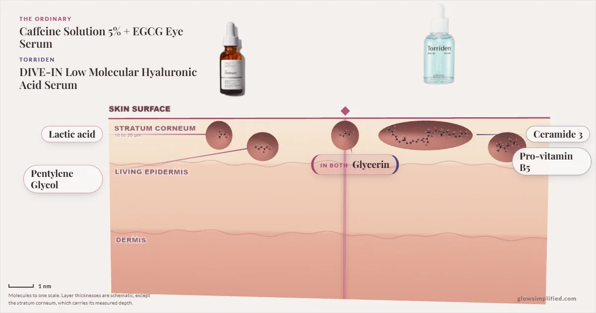 The Ordinary Caffeine Solution 5% + EGCG Eye Serum and Torriden DIVE-IN Low Molecular Hyaluronic Acid Serum: their molecules drawn in one cross-section of skin, shared ingredients on the seam