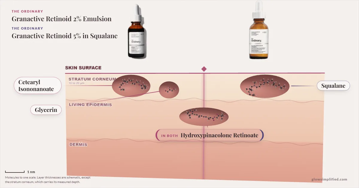 The Ordinary Granactive Retinoid 2% Emulsion and The Ordinary Granactive Retinoid 5% in Squalane: their molecules drawn in one cross-section of skin, shared ingredients on the seam