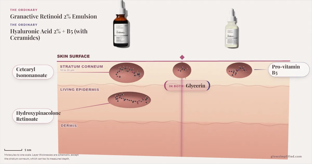The Ordinary Granactive Retinoid 2% Emulsion and The Ordinary Hyaluronic Acid 2% + B5 (with Ceramides): their molecules drawn in one cross-section of skin, shared ingredients on the seam