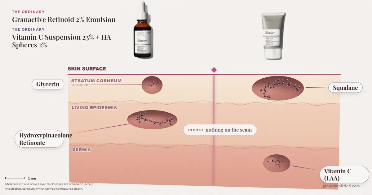 The Ordinary Granactive Retinoid 2% Emulsion and The Ordinary Vitamin C Suspension 23% + HA Spheres 2%: their molecules drawn in one cross-section of skin, shared ingredients on the seam