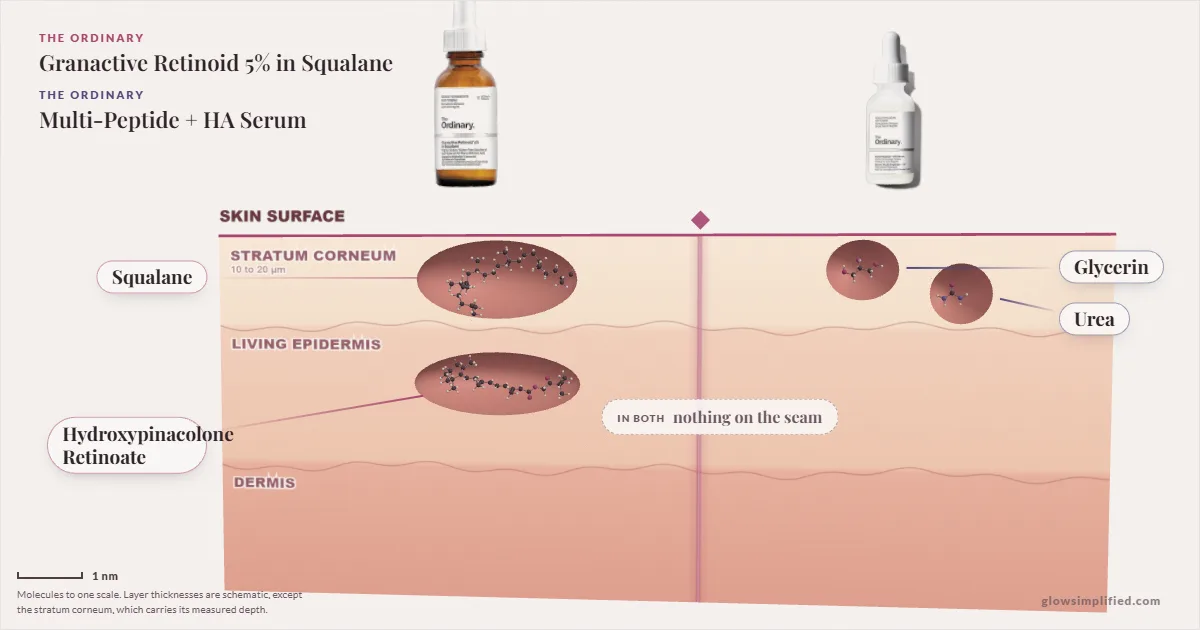 The Ordinary Granactive Retinoid 5% in Squalane and The Ordinary Multi-Peptide + HA Serum: their molecules drawn in one cross-section of skin, shared ingredients on the seam