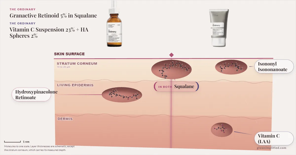 The Ordinary Granactive Retinoid 5% in Squalane and The Ordinary Vitamin C Suspension 23% + HA Spheres 2%: their molecules drawn in one cross-section of skin, shared ingredients on the seam
